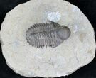 Rare Bulbous Nosed Actinopeltis Trilobite - #21536-2